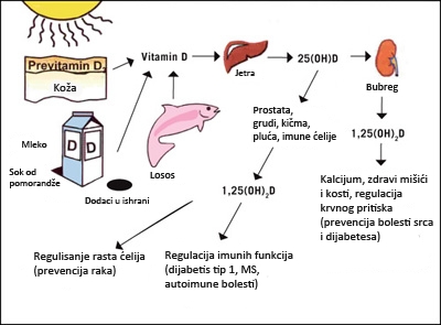 Vitamin D